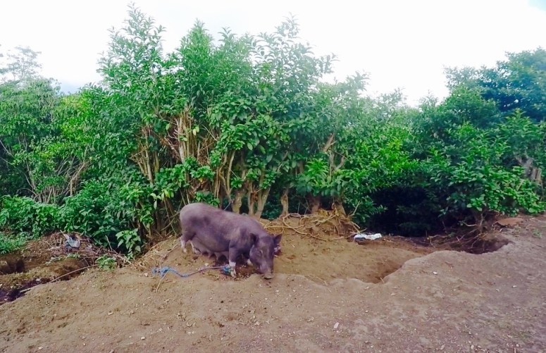 Screen Shot 2016-01-13 at 6.37.20 pm