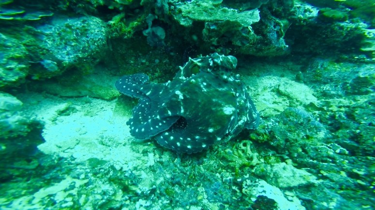 Screen Shot 2016-01-13 at 7.00.34 pm