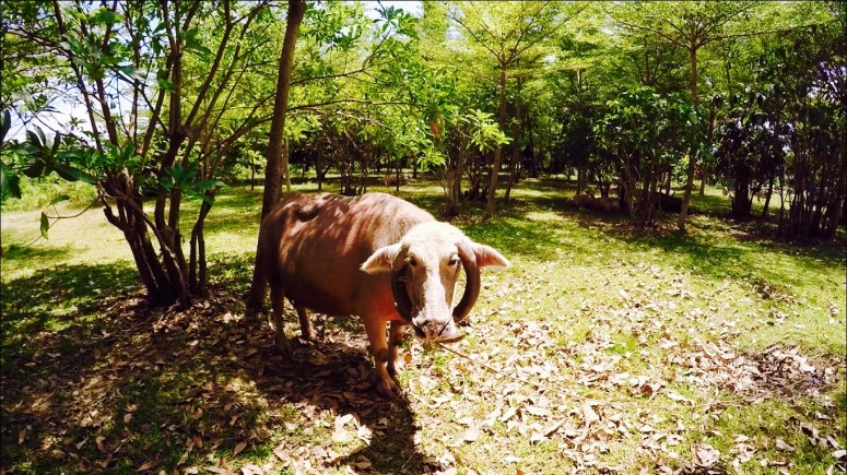 Screen Shot 2016-03-26 at 10.29.21 pm